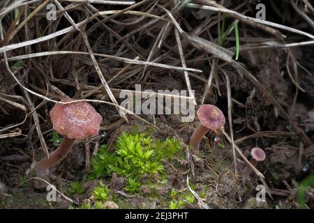 Le Rosy Navel (Contumyces rosellus) est un champignon non comestible , une photo marquante Banque D'Images