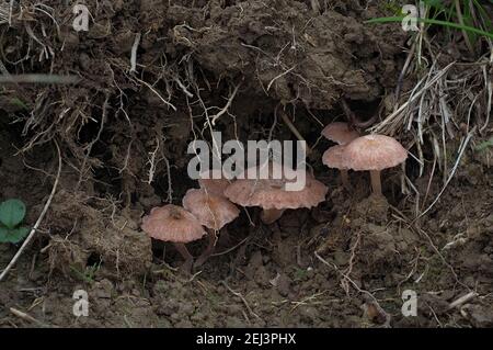 Le Rosy Navel (Contumyces rosellus) est un champignon non comestible , une photo marquante Banque D'Images