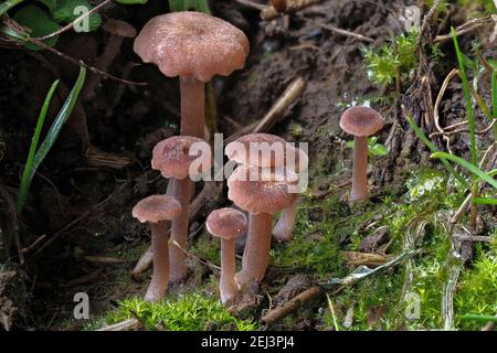 Le Rosy Navel (Contumyces rosellus) est un champignon non comestible , une photo marquante Banque D'Images