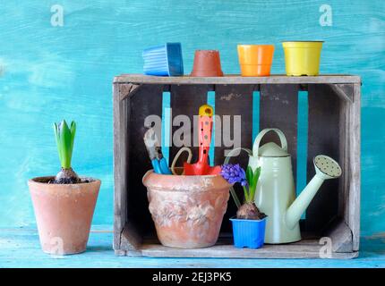 jardinage au printemps, jeunes fleurs de jacinthe avec des outils de jardinage, bon espace de copie Banque D'Images