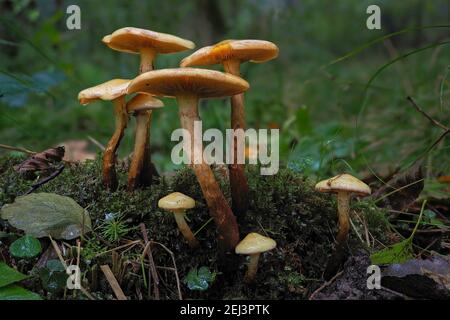 Le scalycap de l'aulne (Flammula alnicola) est un champignon non comestible , une photo enivrante Banque D'Images