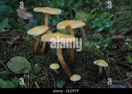 Le scalycap de l'aulne (Flammula alnicola) est un champignon non comestible , une photo enivrante Banque D'Images