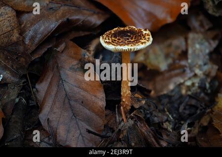 Le daperling de Chestnut (Lepiota castanea) est un champignon toxique mortel , une photo enrageante Banque D'Images