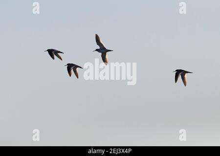 Troupeau de chevaliers (Tringa totanus) volant au-dessus de la lagune marine d'Estany Pudent dans le parc naturel de ses Salines (Formentera, Îles Baléares, Espagne) Banque D'Images