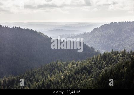 Les séquoias côtiers, Sequoia sempervirens, poussent au milieu d'une vaste forêt à Mendocino, en Californie. Les séquoias poussent dans une gamme de climat très spécifique. Banque D'Images