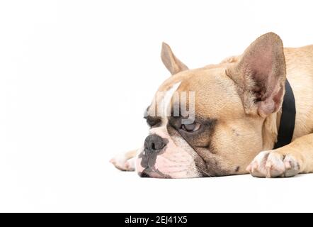 un chien de taureau français anorexique allongé sur un fond blanc, concept de chien de santé Banque D'Images