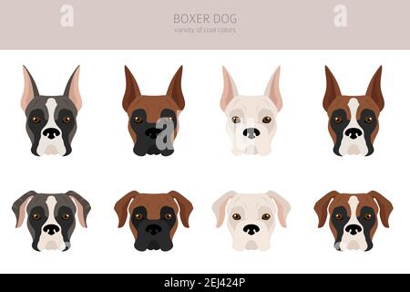 Griffe de chien boxeur. Différentes poses, ensemble de couleurs de pelage. Illustration vectorielle Illustration de Vecteur