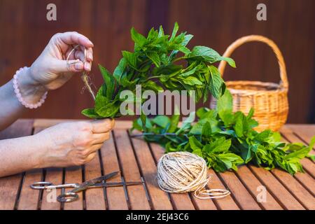 Femme nouant un bouquet de menthe par ficelle sur une table en bois. Mains de femmes travaillant avec l'herbe à la menthe poivrée. Préparez l'assaisonnement à partir d'herbes fraîches récoltées pour Banque D'Images
