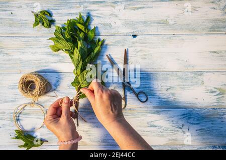 Mains nouant un bouquet d'herbes de menthe sur une table en bois blanc. Plante de menthe poivrée verte fraîchement récoltée. Pose à plat. Concept de fines herbes Banque D'Images