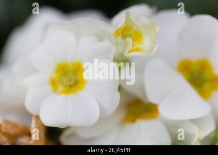 Beauté botanique - Macro de fleurs d'oragnes blanches et jaunes / Primula Banque D'Images