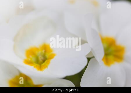 Macro de fleurs de premrose blanches et jaunes /Primula vulgaris var. Alba Banque D'Images