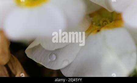 Gros plan sur les fleurs d'oragnes blanc et jaune centrées / Primula Banque D'Images