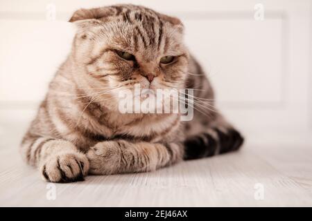 Triste chat, Scottish Fold se trouve sur le sol et regarde pensivement sur le côté. Banque D'Images