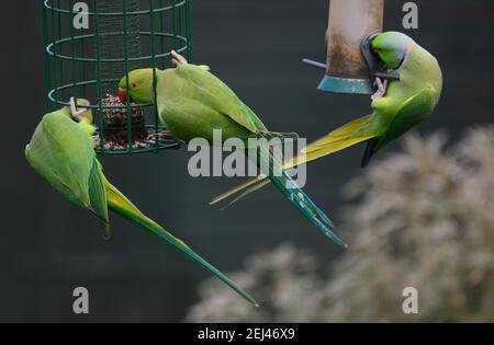 Wimbledon, Londres, Royaume-Uni. 21 février 2021. Les parakeets à col en anneau descendent sur des mangeoires suspendues alors que le temps se réchauffe à Londres. Crédit : Malcolm Park/Alay Live News Banque D'Images