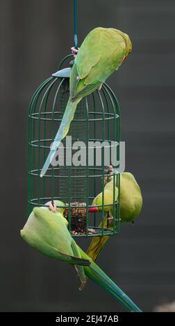 Wimbledon, Londres, Royaume-Uni. 21 février 2021. Les parakeets à col en anneau descendent sur des mangeoires suspendues alors que le temps se réchauffe à Londres. Crédit : Malcolm Park/Alay Live News Banque D'Images