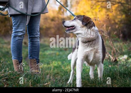 Chien à la recherche de propriétaire d'animal de compagnie pendant la promenade dans la nature. husky sibérien et femme au parc d'automne. Banque D'Images