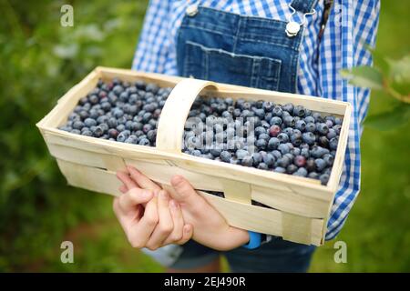 Enfants mains tenant un panier avec des bleuets. Cueillir des baies fraîches dans une ferme de myrtilles biologiques les jours chauds et ensoleillés d'été. Frais sain bio FO Banque D'Images