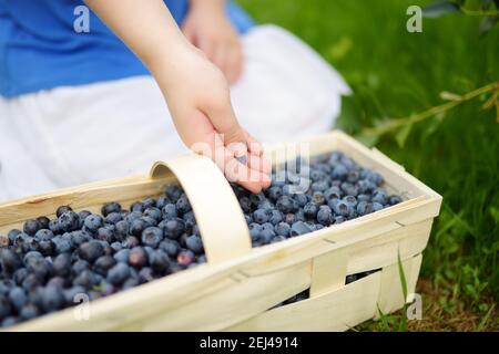 Enfants mains tenant un panier avec des bleuets. Cueillir des baies fraîches dans une ferme de myrtilles biologiques les jours chauds et ensoleillés d'été. Frais sain bio FO Banque D'Images