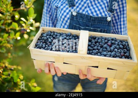 Enfants mains tenant un panier avec des bleuets. Cueillir des baies fraîches dans une ferme de myrtilles biologiques les jours chauds et ensoleillés d'été. Frais sain bio FO Banque D'Images