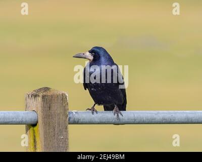 Rook Corvus frugilegus assis sur la clôture de la côte est de Norfolk Banque D'Images