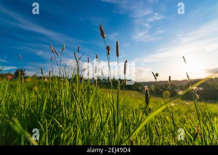 Vue sur le paysage d'un coucher de soleil sur une colline verte avec des roseaux, ciel bleu avec des nuages et des poutres de soleil dans la soirée, Bangor, Gwynedd, pays de Galles, Royaume-Uni Banque D'Images