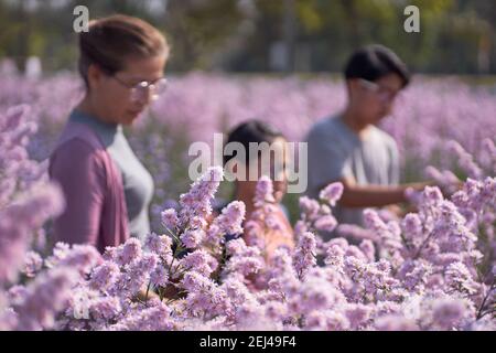 Famille dans le domaine rose Marguerite Daisy Banque D'Images