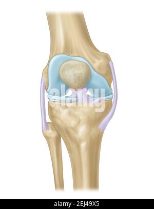 articulation du genou avec ligaments, ménisque, cartilage articulaire Banque D'Images