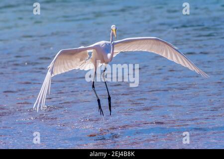 Un grand Egret (Ardea alba) entrant pour un atterrissage dans l'eau au large de la côte de Baja California sur, Mexique. Banque D'Images