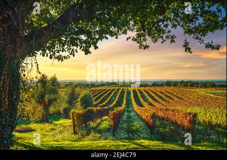 Vignoble Bolgheri, oliviers et fleurs au coucher du soleil. Arbre comme cadre, saison d'automne. Paysage en Maremme, Toscane, Italie, Europe. Banque D'Images