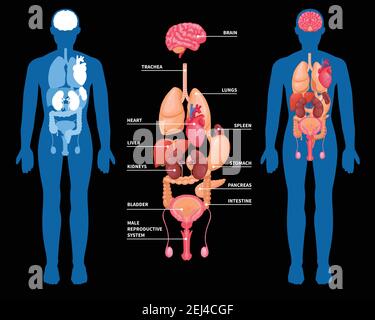 Disposition de l'anatomie humaine des organes internes dans le corps masculin isolé sur une illustration vectorielle d'arrière-plan noir Illustration de Vecteur