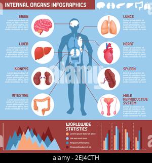 Infographies des organes internes humains avec des informations sur les systèmes digestifs, respiratoires et reproducteurs dans l'illustration des vecteurs du corps masculin Illustration de Vecteur