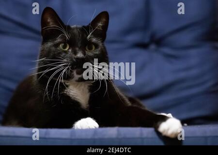 Chat noir avec yeux jaunes sur fond bleu Banque D'Images