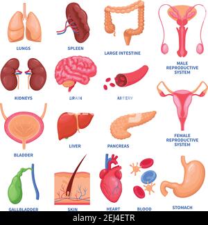 Ensemble d'organes internes humains comprenant le cerveau, le cœur, le foie, la rate, les reins, le système reproducteur, illustration de vecteur isolé de la peau Illustration de Vecteur