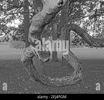 Résumé: Entortillé torsadé branche d'arbre ancien, Angleterre, Royaume-Uni Banque D'Images