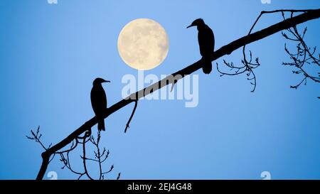 Cormorant assis sur la branche dans l'arbre en début de matinée léger Banque D'Images