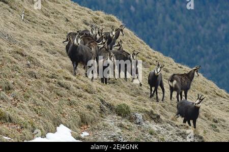 Chamois alpins (Rupicapra rupicapra), pack chamois, chèvres avec jeunes, en manteau d'hiver, debout sur une pente de montagne herbeuse, forêt de montagne derrière Banque D'Images