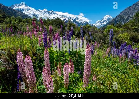 Lupins violets à feuilles multiples (Lupinus polyphyllus), montagnes enneigées avec Mount Cook, Hooker Valley, Canterbury, Île du Sud, Nouvelle-Zélande Banque D'Images