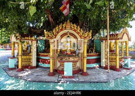 Statues de Bouddha autour d'un immense arbre, pagode su taung pyi, Myitkyina, état de Kachin, Myanmar Banque D'Images