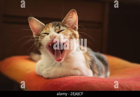 Un chaton endormi bâillant. Gros plan, prise en studio. Banque D'Images