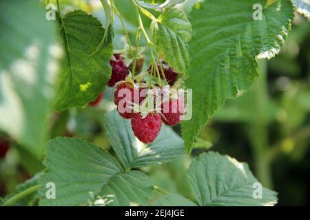 Un bouquet de framboises mûres parmi les feuilles vertes de près. Banque D'Images