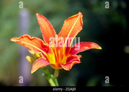 Photographie macro d'une fleur qui ressemble à un feu de joie. Ses pétales sont rouges, mais plus près du centre sont jaunes. Banque D'Images