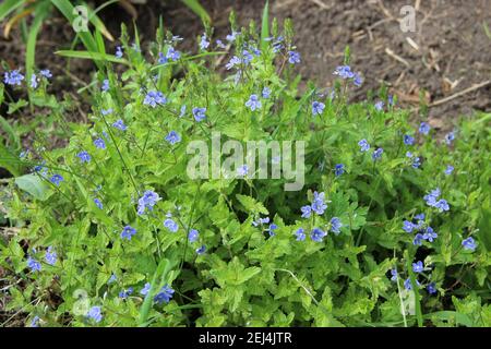 Petites fleurs bleues comme un petit papillon assis sur l'herbe verte. Banque D'Images