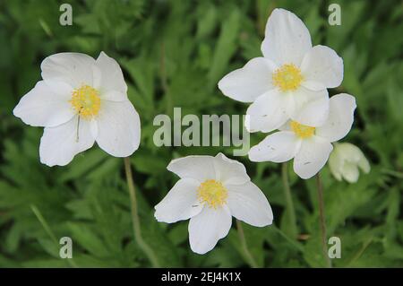 Groupe de fleurs étonnantes avec des pétales blanc neige et des étamines jaune clair. Banque D'Images