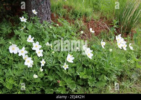 Croissance des fleurs blanches au pied de l'arbre. Banque D'Images