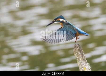 kingfisher (Alcedo atthis), homme, au départ du perchoir, Hesse, Allemagne Banque D'Images