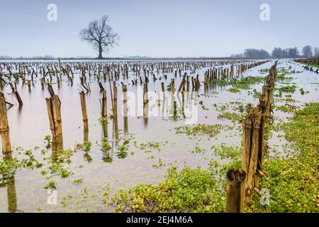 Niveau d'eau élevé avec végétation stérile d'hiver atteignant au-dessus de la rivière. Banque D'Images