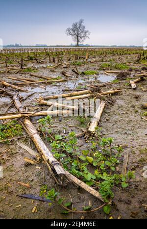Niveau d'eau élevé avec végétation stérile d'hiver atteignant au-dessus de la rivière. Banque D'Images