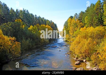 Baigné de soleil vert et jaune buissons et petit bouleau le long du ruisseau. Banque D'Images