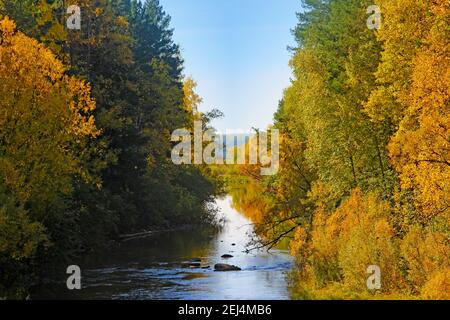 Baigné de soleil vert et jaune buissons et petit bouleau le long du ruisseau. Banque D'Images