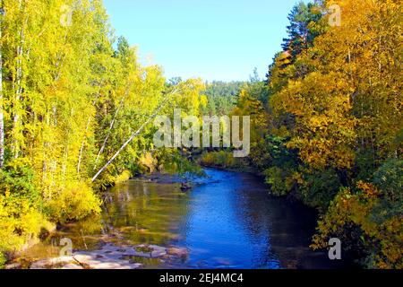 Baigné de soleil vert et jaune buissons et petit bouleau le long du ruisseau. Banque D'Images